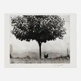 Édouard Boubat, La poule et l'arbre, Pau, France, gelatin silver print
