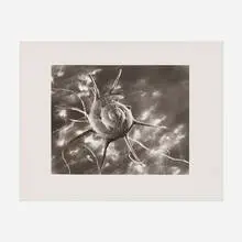 Ruth Bernhard, Starshell, New York, gelatin silver print