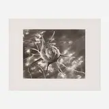 Ruth Bernhard, Starshell, New York