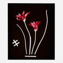 Unglee, Tulipe (from the Éludienne series), 1991, Cibachrome print from Polaroid Type 35 PolaChrome film