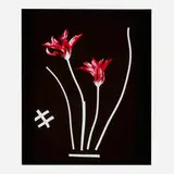 Unglee, Tulipe (from the Éludienne series), 1991, Cibachrome print from Polaroid Type 35 PolaChrome film