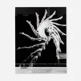 Harold Eugene Edgerton, Untitled