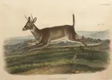 John James Audubon, Long-Tailed Deer