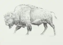 Greg Beecham, Buffalo, Pencil on illustration board