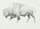 Greg Beecham, Buffalo, Pencil on illustration board