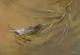 Robert R. Bliss, Feather in the Sand, Oil on board