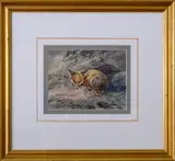 A.G. Schleich, Sleeping Fox, Illegible siganture and dated "50." Watercolor on paper