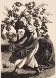 Clare Leighton, A Lapfull of Windfalls