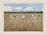 Norma Howard, Picking Cotton, 2011, Watercolor on paper