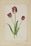 Rory McEwen, Untitled, watercolour sheet 43.5 x 28cm .