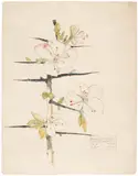 Charles Rennie Mackintosh, Blackthorn