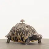 Anthony Redmile, Tortoise Box, silver plated, resin, hardstone