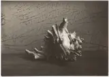 Josef Sudek, Still Life with a Shell