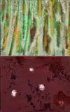 Petra Lemmerz, Konvolut von 2 Gemälden, 2005, Jeweils: Acryl auf Leinwand