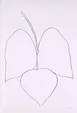 String Bean Leaves I (Haricot Vert I) by Ellsworth Kelly, 1965-66, Lithografie auf Velin, sold Aug 2023