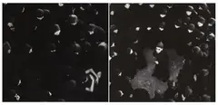 Shirin Neshat, "Veiled Women from Above (Soliloquy Series)", 1999, Gelatinesilberabzug