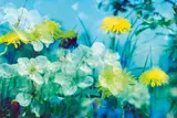 Peter Fischli und David Weiss, Ohne Titel (Blumen), Nr. 1/84, 1998, Inkjet-Print auf Aludibond
