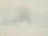 Conrad Sevens, Baum im Schnee, Öl auf Leinwand