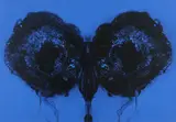 Otto Piene, Butterfly Blue, 1971/72, Farbserigrafie auf Velin