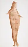 Joseph Beuys, Robbe, 1981, Farblithografie auf Bütten