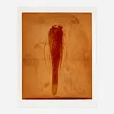 Nathan Oliveira, Bird, 2007, etching and aquatint in colors