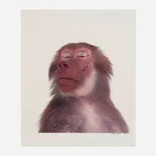 Hamadryas Baboon (from the Animal series) by James Balog, dye-transfer print, sold Dec 2023