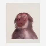 James Balog, Hamadryas Baboon (from the Animal series), dye-transfer print