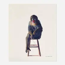 Mandrill Baboon (from the Animal series) by James Balog, 1984, C-print, sold Jul 2023