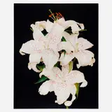 Lilie-01 by Shirana Shahbazi, 2003, c-print on aluminum, sold Apr 2023