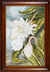 Lili Philips, Night Blooming Cereus, Watercolor on paper