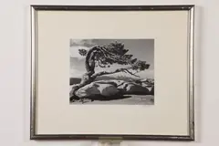 Ansel Adams, Jeffrey Pine, Ink signed lower right hand (on mat)