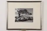 Ansel Adams, Jeffrey Pine