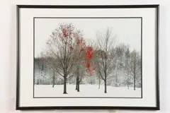 Diane Pattie, Early Snow, Photograph