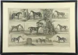 John Axel Richard Beer, Fathers of the Turf 1683-1822, Lithograph
