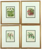 John Nugent Fitch, Four Botanical Prints, Colored lithograph or plates entitled as follows: Cypripedium schroderae