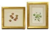 Charlotte Gere, Untitled, watercolour 15 x 10cm and 12 x 13cm (2)