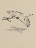 Charles Tunnicliffe, Untitled