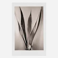 Cara Weston, Erica's Flower, New Mexico, archival pigment print