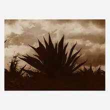 Tina Modotti, Untitled (Maguey), c. 1926, platinum print