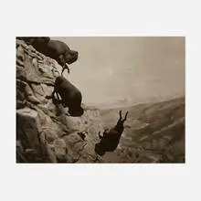 David Wojnarowicz, Untitled (Buffaloes), platinum print
