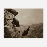 David Wojnarowicz, Untitled (Buffaloes), platinum print