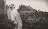 Stow Wengenroth, Barn Owl