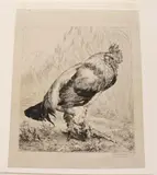 Félix Bracquemond, Le Vieux Coq (The Old Cock) 1882, Pencil signed lower right hand corner
