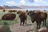 Charles Damrow, Buffalo herd, oil on canvas on panel