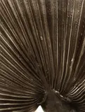 Terry Flynn, Fan Palm, 1986, Monochrome carbro print, hinged to board