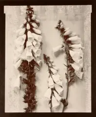Digitalis; Presence, 1980; 1981 by Olivia Parker, Two split-toned gelatin silver prints, Digitalis printed 1984, each signed, sold Mar 2012