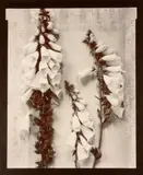 Olivia Parker, Digitalis; Presence, 1980; 1981, Two split-toned gelatin silver prints, Digitalis printed 1984, each signed