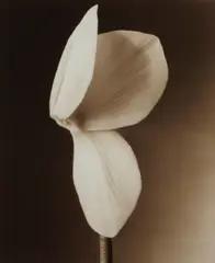 Len Prince, Cyclamen, Opening Lily, 1990 (2), Two toned-gelatin silver prints, each with the photographer's embossed copyright stamp in margin; signed