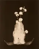 Katsumi Sato, Skull and Flowers, 2000, Platinum print on archival paper