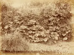 Francis Meadow Sutcliffe, Colt's Foot, 1880s, Albumen print